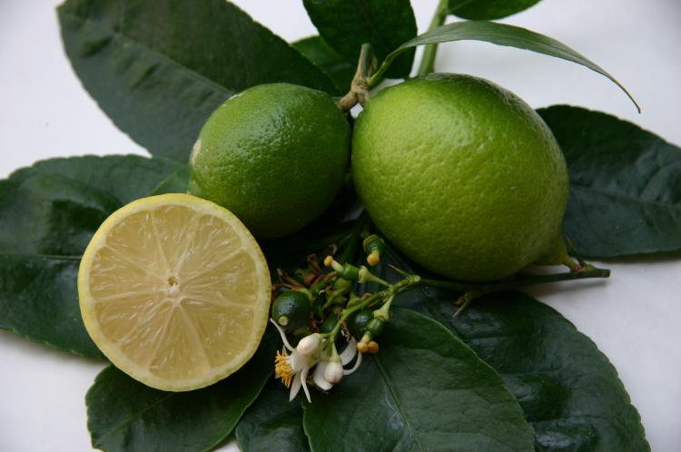 Citrus latifolia